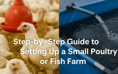 Step-by-Step Guide to Setting Up a Small Poultry or Fish Farm