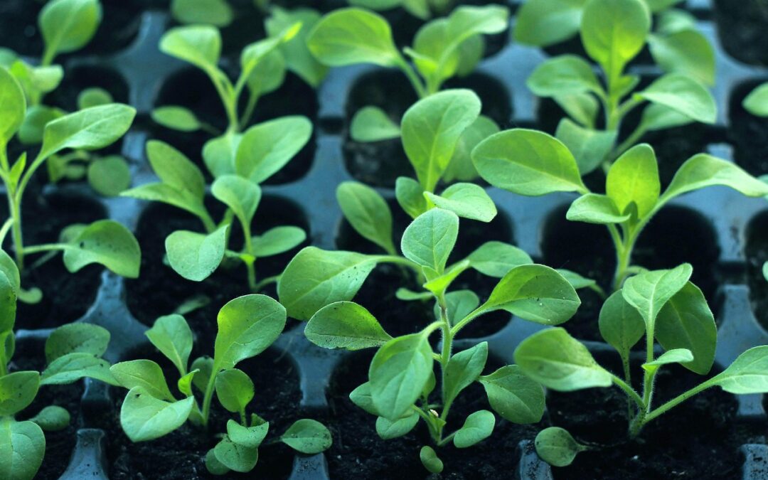 Seedlings vs. Seeds: Which Is Best for Your Farm Startup?